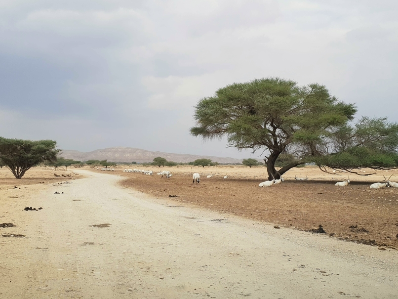 Kosmetika z Mrtveho more biblicke safari Izrael